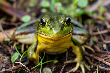 Northern green frog (Lithobates clamitans melonata) head