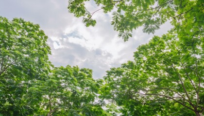 Green foliage background cloudy sky in the park, summer time 