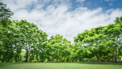 Obraz premium Green foliage background cloudy sky in the park, summer time 