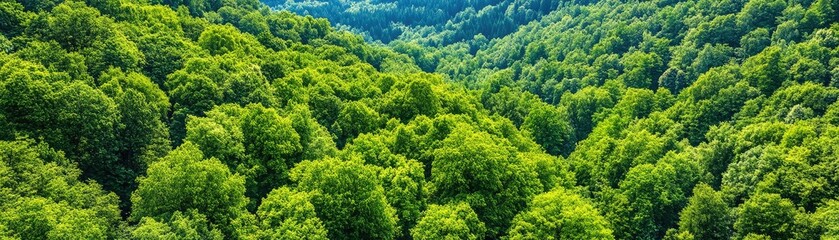 Lush green forest scenery with dense trees cascading over rolling hills, showcasing nature's beauty and tranquility.