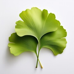 Ginkgo leaf