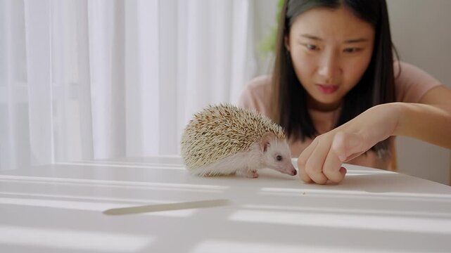 Asian young female owner play with hedgehog pet in living room at home.