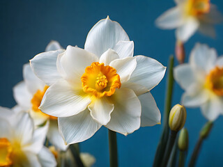 Illustration of narcissus flower. The flower is white with a yellow center, and it is in full bloom