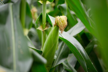 Unripe fresh corn cobs growing