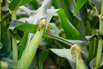 Unripe fresh corn cobs growing