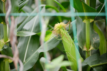 Unripe fresh corn cobs growing