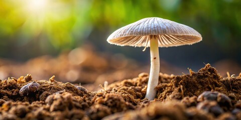 Close-up of mushroom mycelium network in soil, fungi, underground, growth, roots, nature, microbiology, fungus