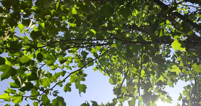 the green foliage of the sycamore tree in the summer, the beautiful foliage of the sycamore tree in sunny weather