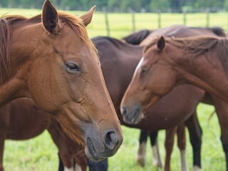 Fototapeta premium Horses gathered together in an open meadow