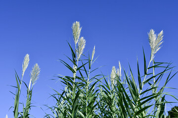 フイリダンチク（セイヨウダンチク）