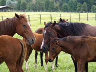 Fototapeta premium Horses gathered together in an open meadow