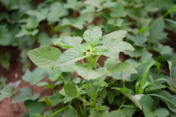 Close-up of wild amaranth growing naturally