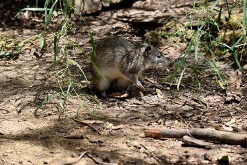 Southern brown Bandicoots are about the size of a rabbit, and have a pointy snout, humped back, thin tail and large hind feet