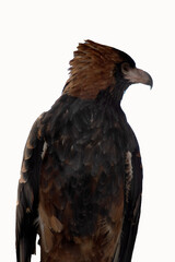 The black breasted buzzard is quite large with broad, rounded wings, and a short neck and tail.