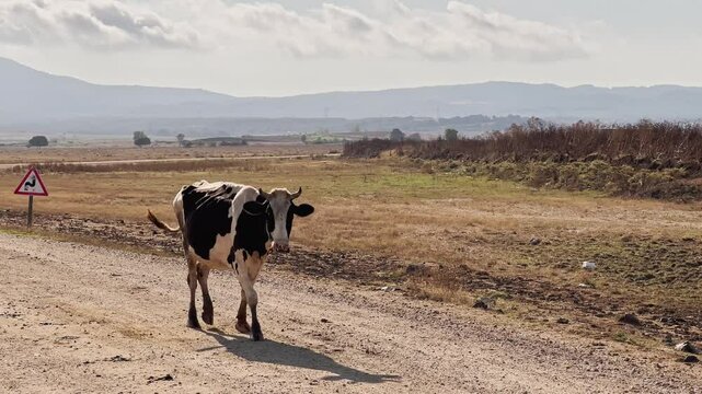 Cows, calves, sheep and goats walking and feeding grass in the village fields