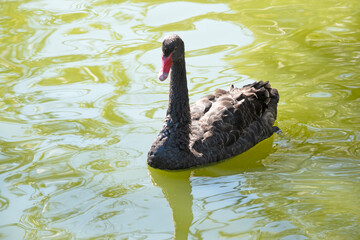 Naklejka premium the black swan has black feathers edged with white on its back and is all black on the head and neck