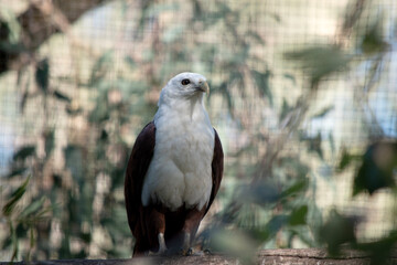 The brahminy kite is distinctive and contrastingly coloured, with chestnut plumage except for the white head and breast and black wing tips.