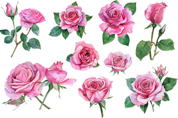 watercolor pink rose illustration