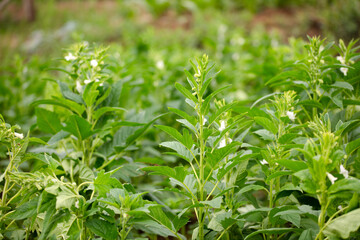 Sesame field with blossoms and fruits
