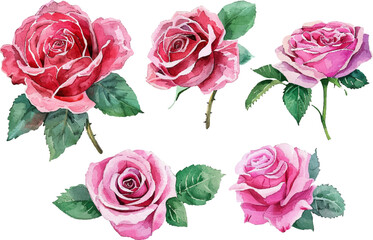 Watercolor pink roses flower, Pink roses watercolor, Watercolor pink roses illustration
