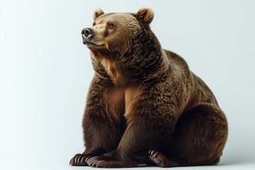 Obraz premium Sitting Bear Growling A brown bear sitting and growling, showing its strength.