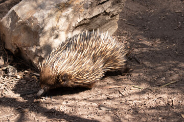 The short nosed echidna has strong-clawed feet and spines on the upper part of a brownish body.