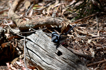 Male fairy wrens have rich blue and black plumage above and on the throat. The belly is grey-white and the bill is black.