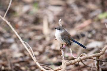 the female wren is a small brown bird with a white chest and long tail