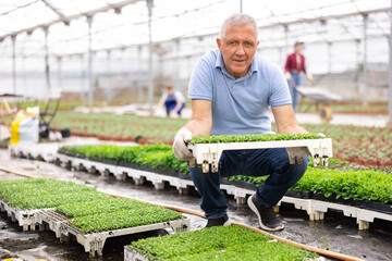 Positive male gardening worker inspects young lemongrass plants after treatment with antifungal...