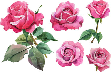 Naklejka premium set of pink roses