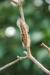 Caterpillars or larvae of Colocasia Coryli, a moth from the Noctuidae family found in Europe and Asia