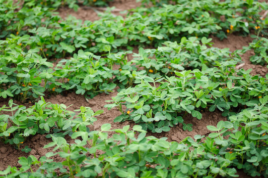 Peanuts growing in a peanut field