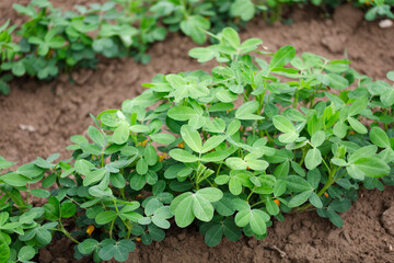 Peanuts growing in a peanut field