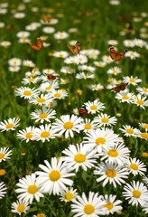 Fototapeta premium A vibrant meadow filled with daisies and butterflies fluttering in the bright sunlight during a warm spring afternoon. Generative AI