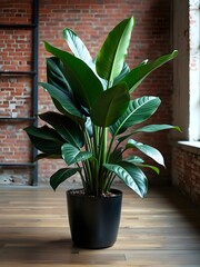 Large rubber tree plant in a modern living area with brick walls and wooden flooring during daylight hours. Generative AI
