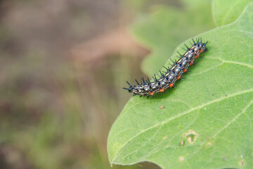 Caterpillar or larva of the butterfly Doleschallia bisaltide