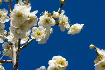 白い梅の花と青空の写真
