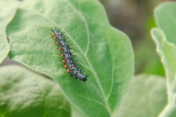 Caterpillar or larva of the butterfly Doleschallia bisaltide