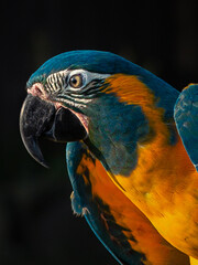 Portrait of a Macaw