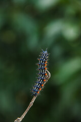 Caterpillar or larva of the butterfly Doleschallia bisaltide