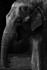 Portrait of a Majestic Elephant under Dust