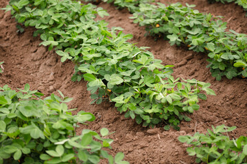 Peanuts growing in a peanut field