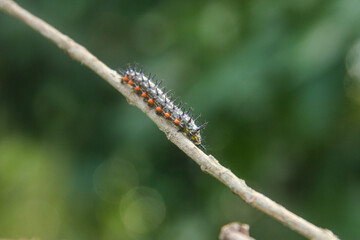 Caterpillar or larva of the butterfly Doleschallia bisaltide