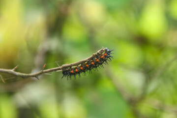 Caterpillar or larva of the butterfly Doleschallia bisaltide