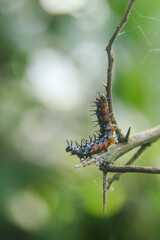 Caterpillar or larva of the butterfly Doleschallia bisaltide