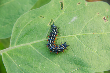 Caterpillar or larva of the butterfly Doleschallia bisaltide