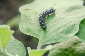 Caterpillar or larva of the butterfly Doleschallia bisaltide