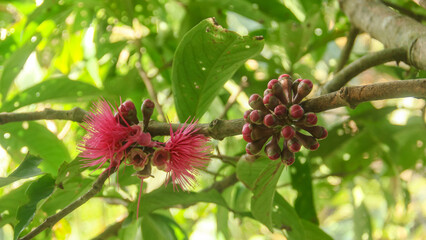 Flowers from the ovary of the Jamaican water guava which are ready to be pollinated