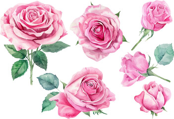 pink roses