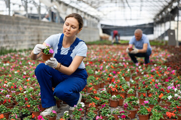 Female gardening worker in blue overall inspects young balsam plants after treatment with antifungal drugs. Care, supervision, fungicides. Growing seedlings of plants for distribution